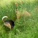 jacky1 versteckte Gesichter