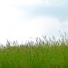 Panorama-Jacky