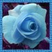 01 jacky1 Rosa rose 10