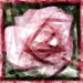 01 jacky1 Rosa rose 3
