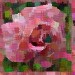 01 jacky1 Rosa rose 4