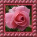 01 jacky1 Rosa rose 5