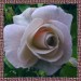 01 jacky1 Rosa rose 6