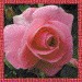 01 jacky1 Rosa rose 9
