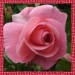 jacky1 Rosa rose