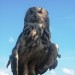 eagle-owl-1078639_640