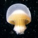 jellyfish-903620_640