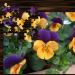 Puzzle-Versuch-Hornveilchen-fertig