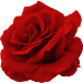 Rosentube-rot-RL