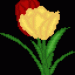 Tulpen1