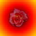 Rose Pixel