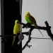 Susi und Schurli auf Colorkey