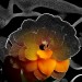 Calanchoe