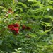 004 rote Beeren 