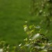 Blatt unscharfer Hintergrund 1