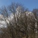 Brennweiten Baum bei uns0000004