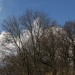 Brennweiten Baum bei uns0000005