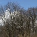 Brennweiten Baum bei uns0000006