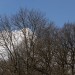 Brennweiten Baum bei uns0000007