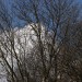 Brennweiten Baum bei uns0000008