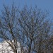 Brennweiten Baum bei uns0000009