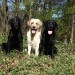 Hunde bei Tageslicht Mehrfeld 017