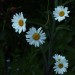 Iso 100 Spot 089