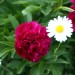 Iso 400 Mittenbetont 105