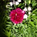 Iso 800 Mittenbetont 055