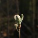 Knospe Spot  019