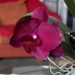 Orchidee und Schild 2 
