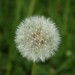 Pusteblume Spotmessung 024