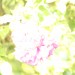 Rose low key 0330