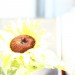 Sonnenblume low key_0303