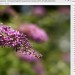 unscharfer Hintergrund