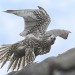 FALKE auf dem Hausdach Skript Fu 047