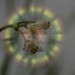 Gimp Bild Lichtspielerei pixlie
