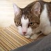 katerchen unscharf maskiert zerlegt, unscharf maskiert,
