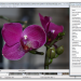 Exif Orchidee 3
