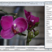 Exif Orchidee 4