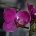 Orchidee 1 039