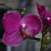 Orchidee 2 040