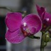 Orchidee 3  041
