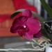 Orchidee und Schild 1