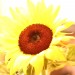 Sonnenblume Low_9901