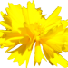 Blume gelb Loewenmaeulchen