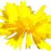 Blume gelb02 Loewenmaeulchen