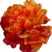 Blume rot Loewenmaeulchen