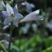 GW11n_04_1591