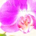 DSC00655